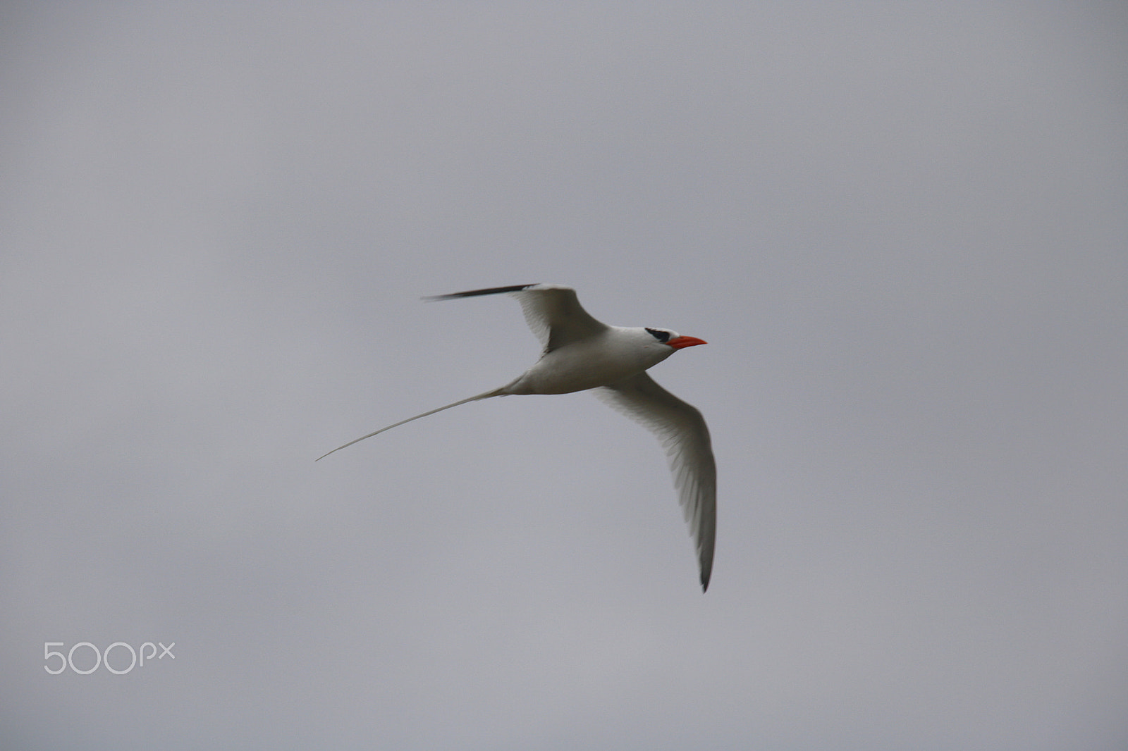 Sigma 18-200mm f/3.5-6.3 DC OS sample photo. Bird photography