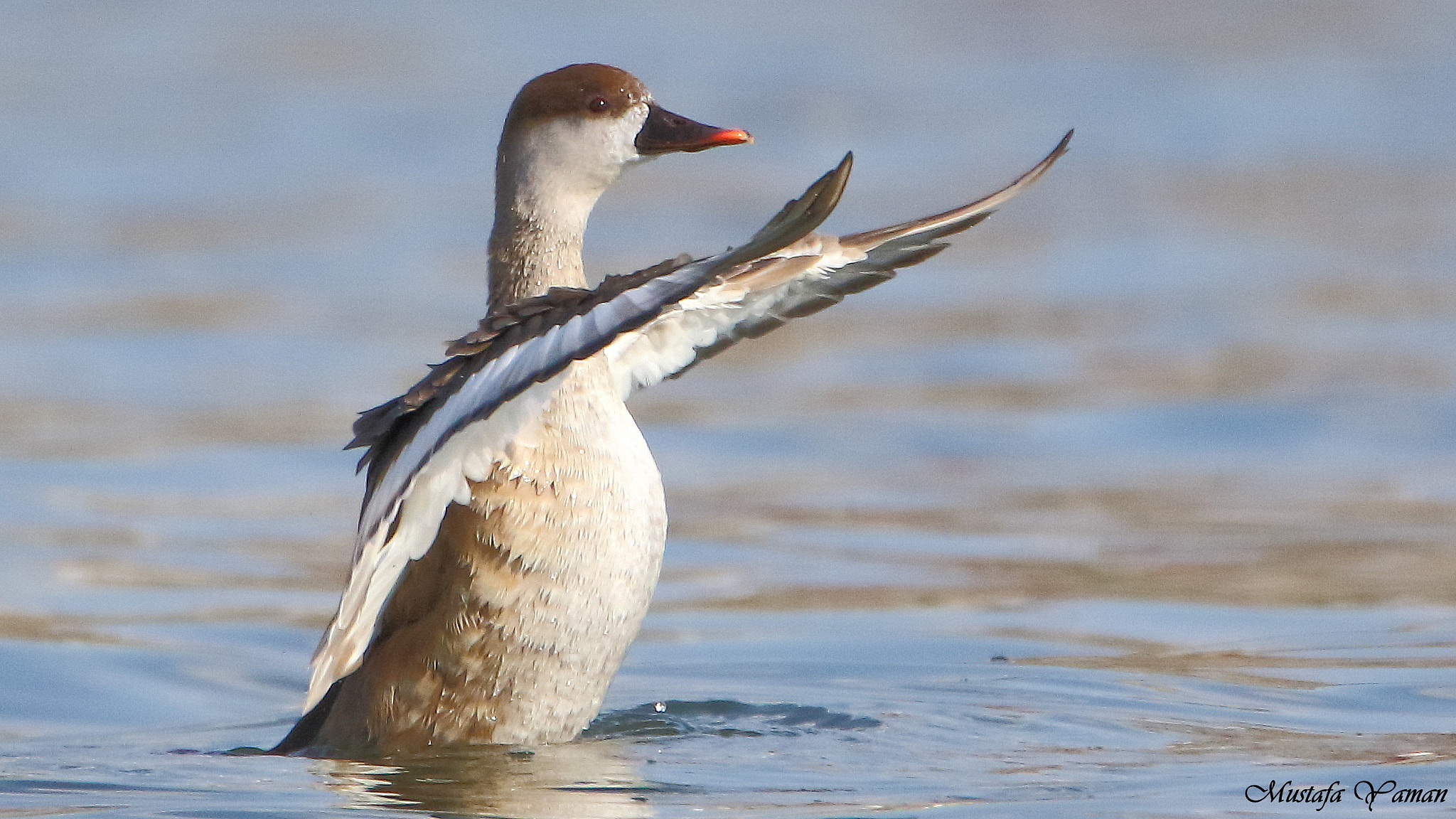 Tamron SP 150-600mm F5-6.3 Di VC USD sample photo. Red crested pochard photography