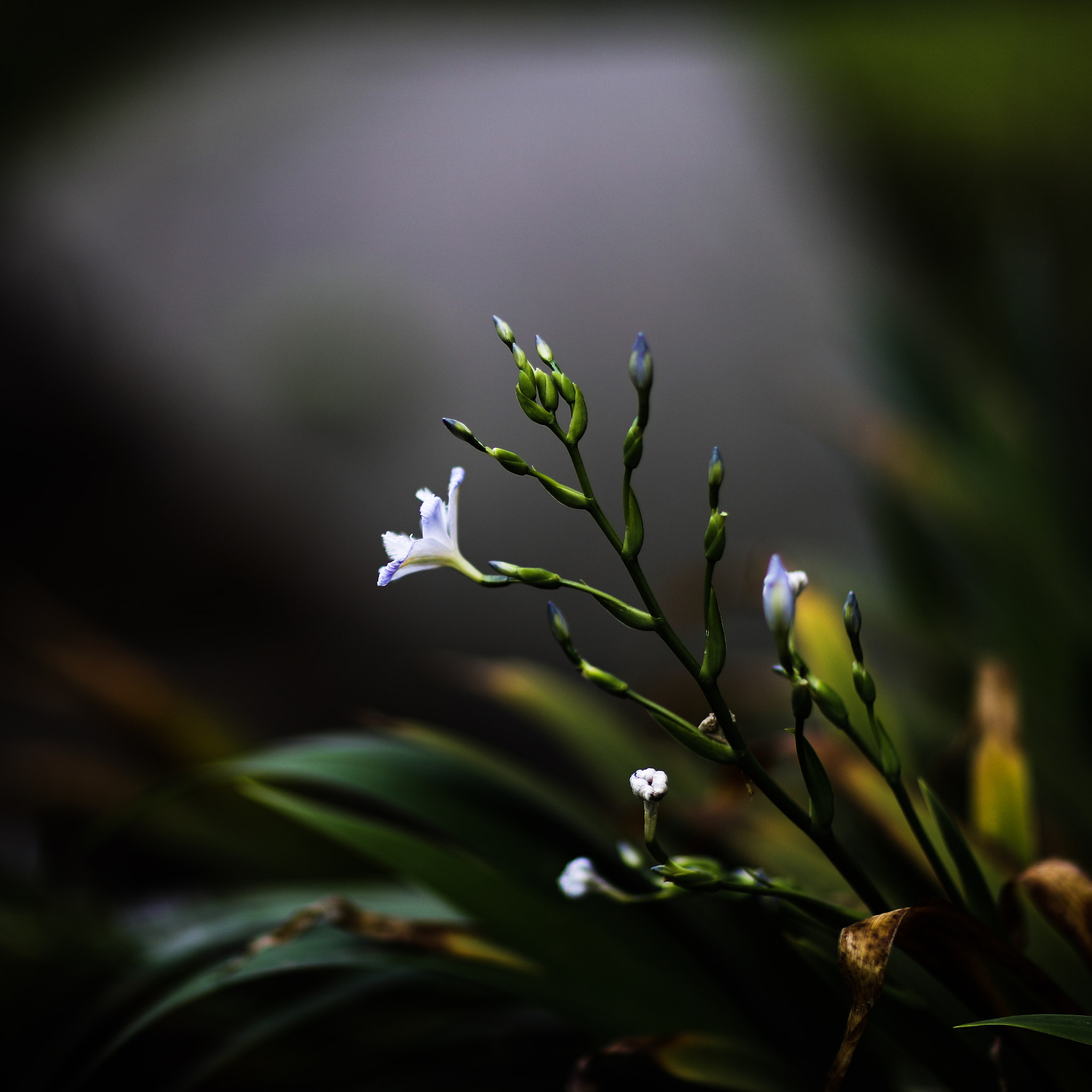 Canon EF 85mm F1.2L II USM sample photo. Spring flower 20 photography