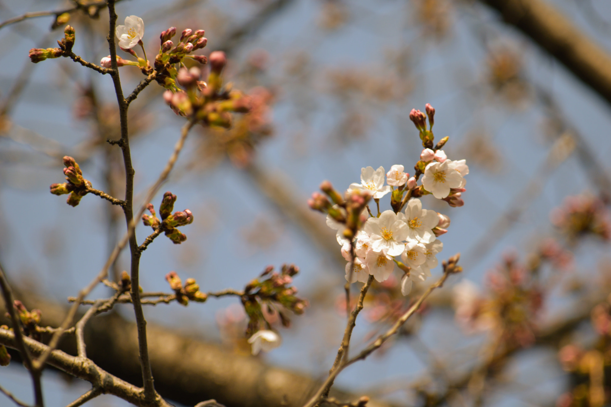 Nikon D5500 sample photo