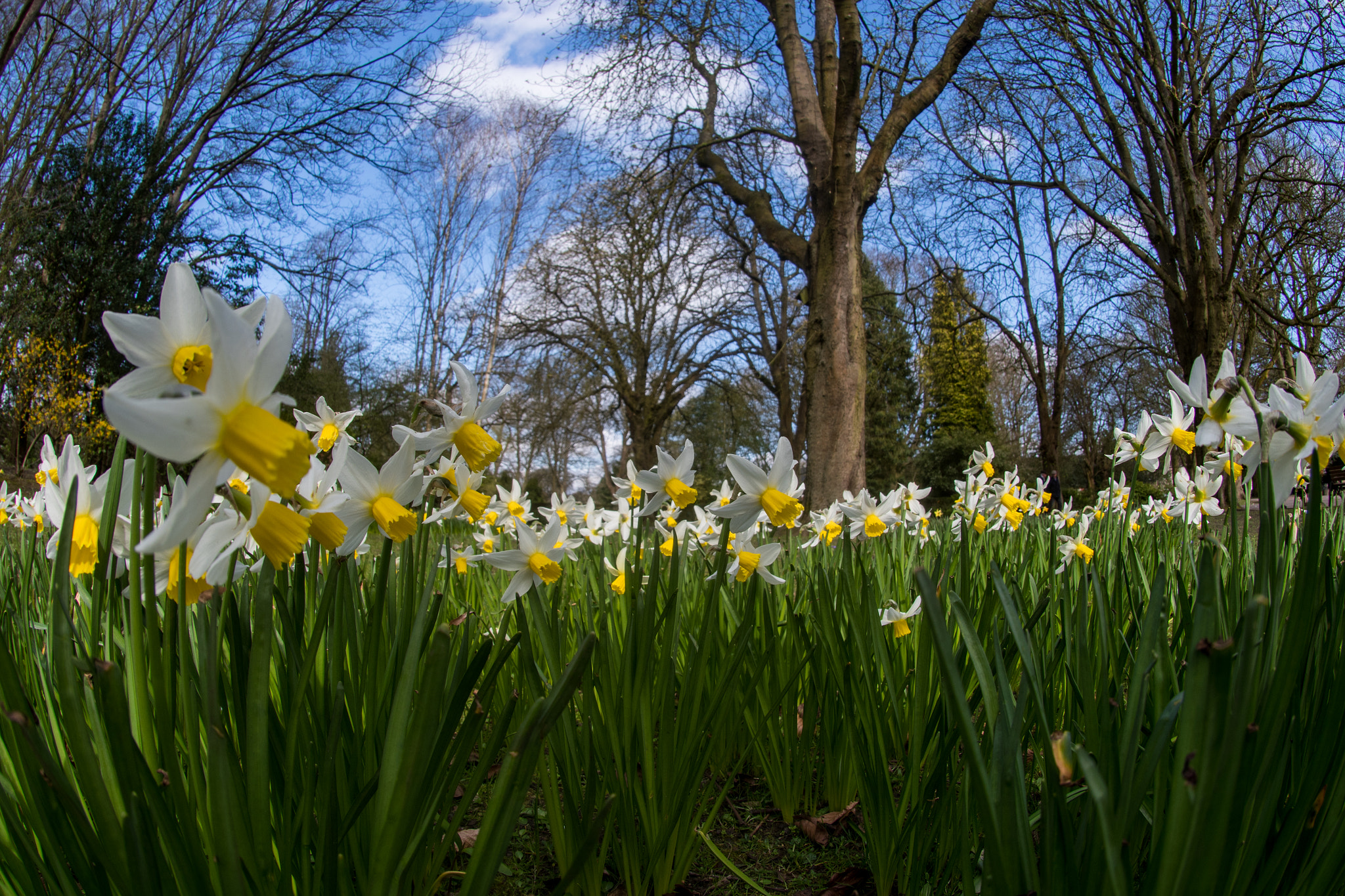 Nikon D500 sample photo. Narcissus in bloom photography