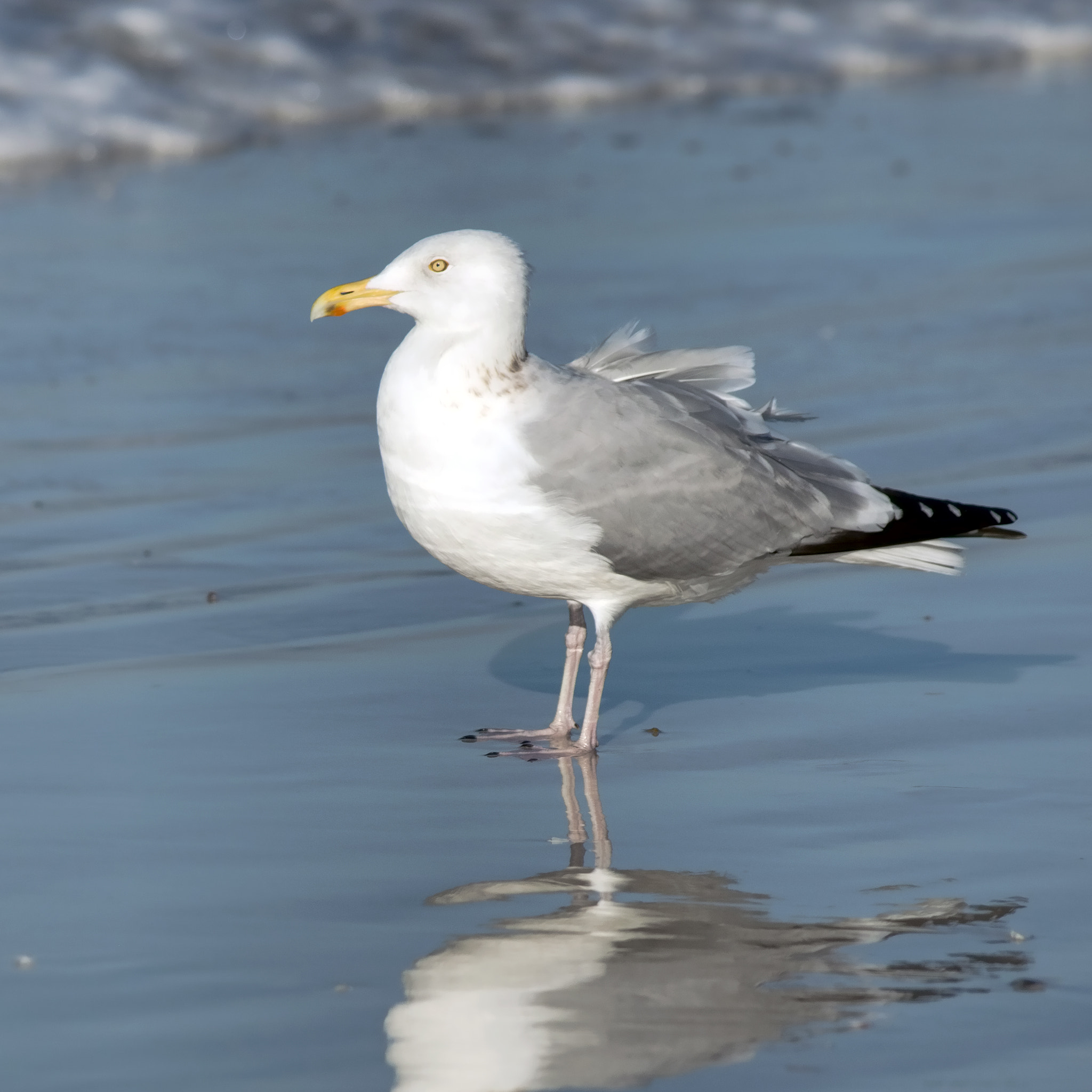 Canon EF 70-300mm F4-5.6 IS USM sample photo. Herring gull photography