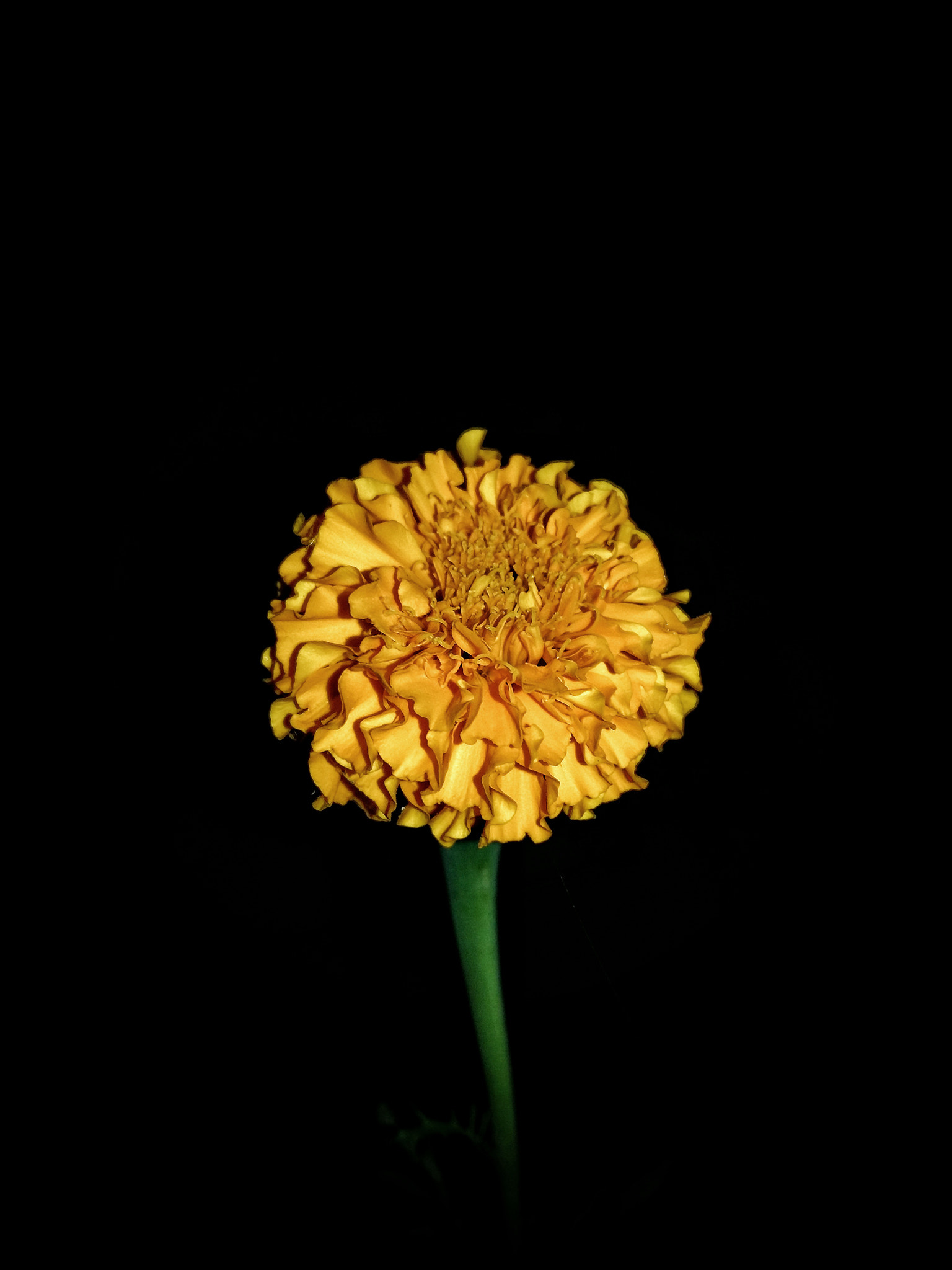 Samsung Galaxy A7 sample photo. Yellow flower photography