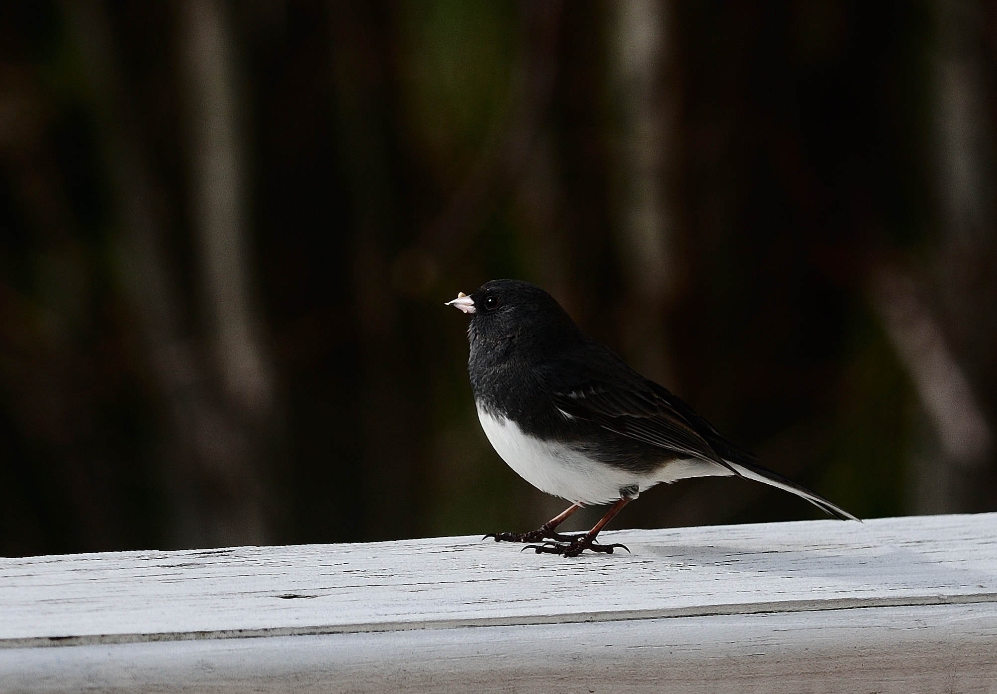 Nikon D300 + Nikon AF-S Nikkor 70-200mm F4G ED VR sample photo. Dark-eyed junco photography