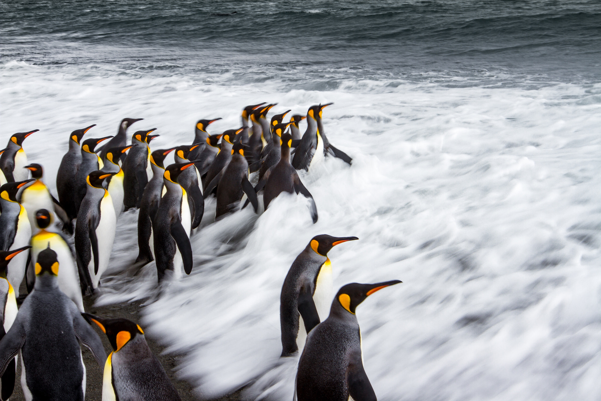 Canon EOS 7D + Canon EF 16-35mm F2.8L II USM sample photo. King penguins enter the water photography