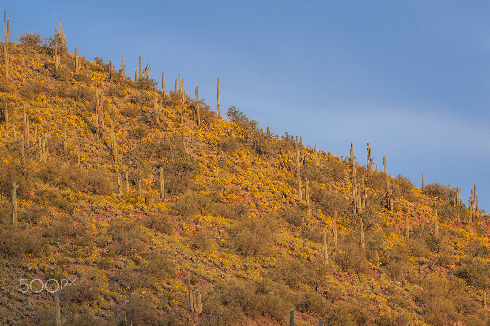 Canon EOS 50D + Canon EF 100-400mm F4.5-5.6L IS USM sample photo. Spring in the arizona desert photography