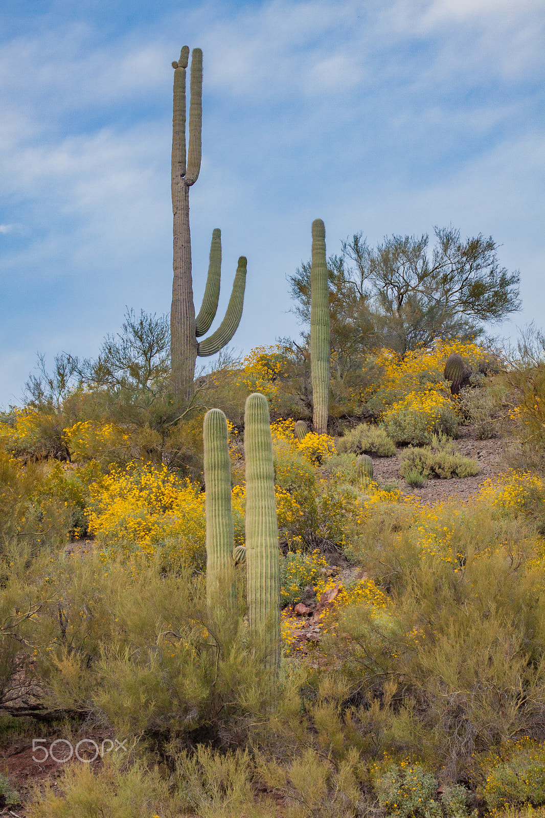 Canon EOS 50D + Canon EF 100-400mm F4.5-5.6L IS USM sample photo. Desert in spring photography