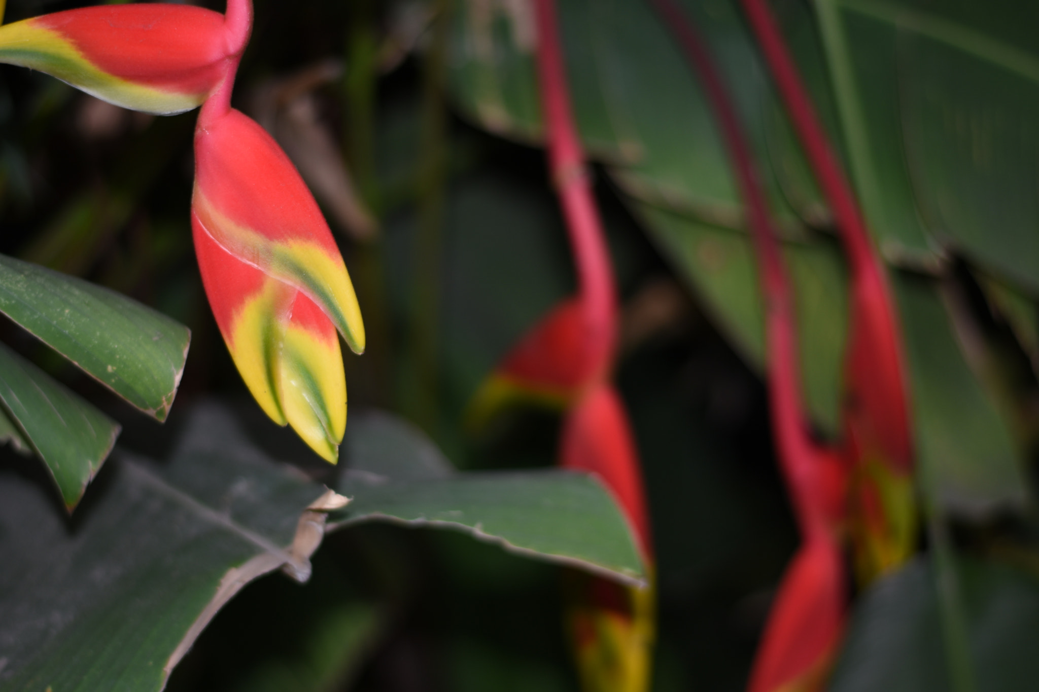 Nikon D7200 + Nikon AF-S Nikkor 50mm F1.8G sample photo. Flower photography