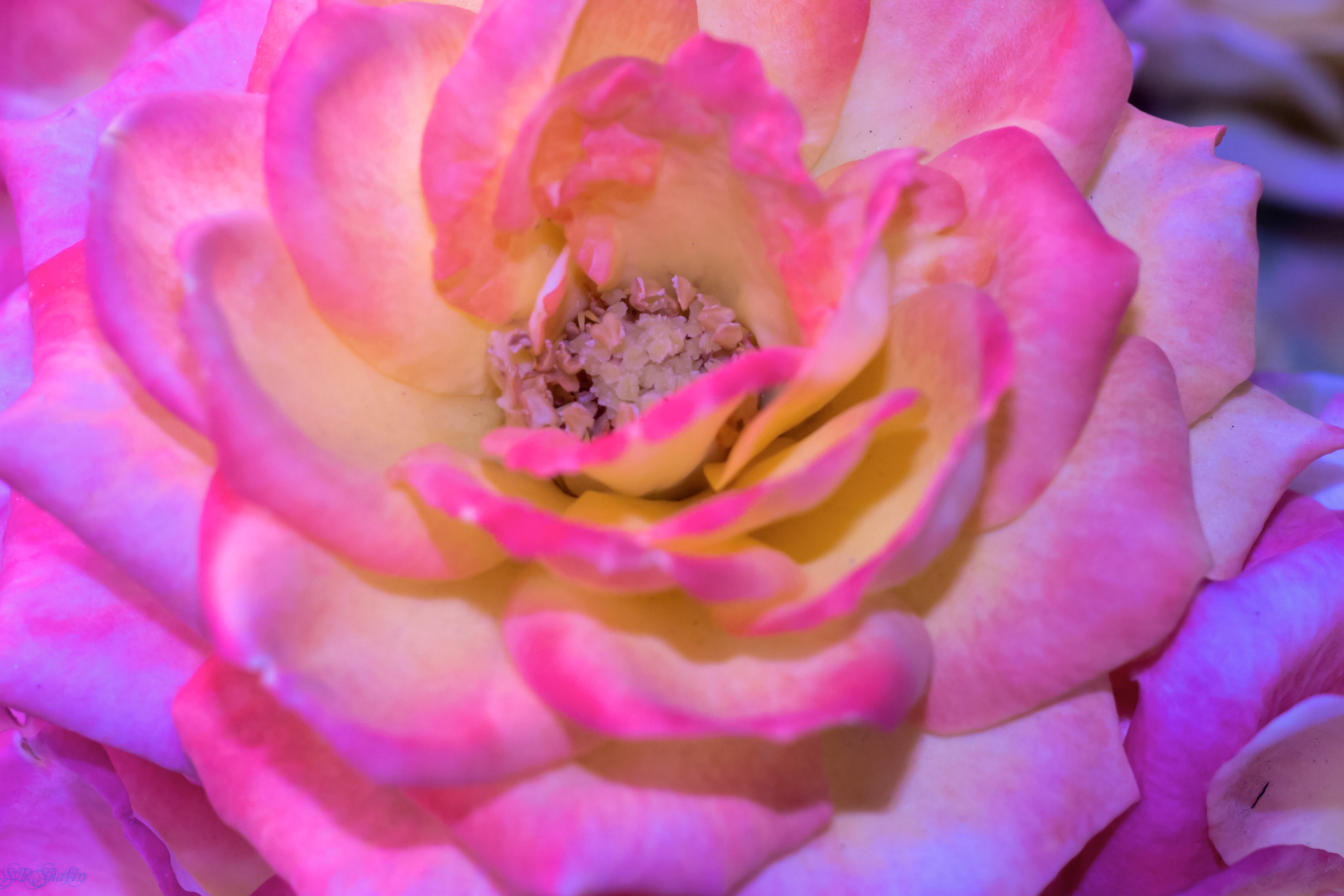 Canon EOS 700D (EOS Rebel T5i / EOS Kiss X7i) sample photo. Rose photography