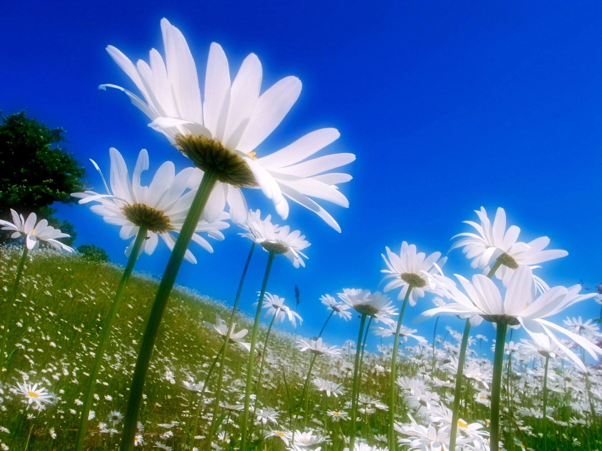Ricoh GR DIGITAL 2 sample photo. Spring wind photography