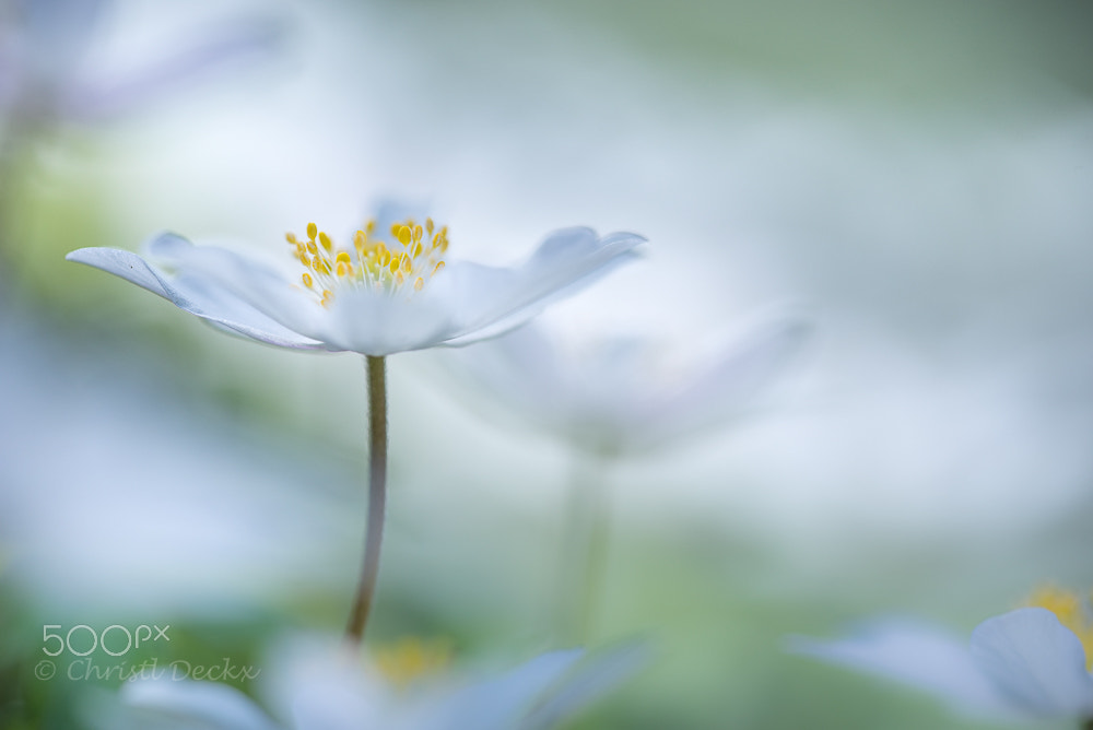 Nikon D750 + Tamron SP 90mm F2.8 Di VC USD 1:1 Macro (F004) sample photo. Miss anemone photography