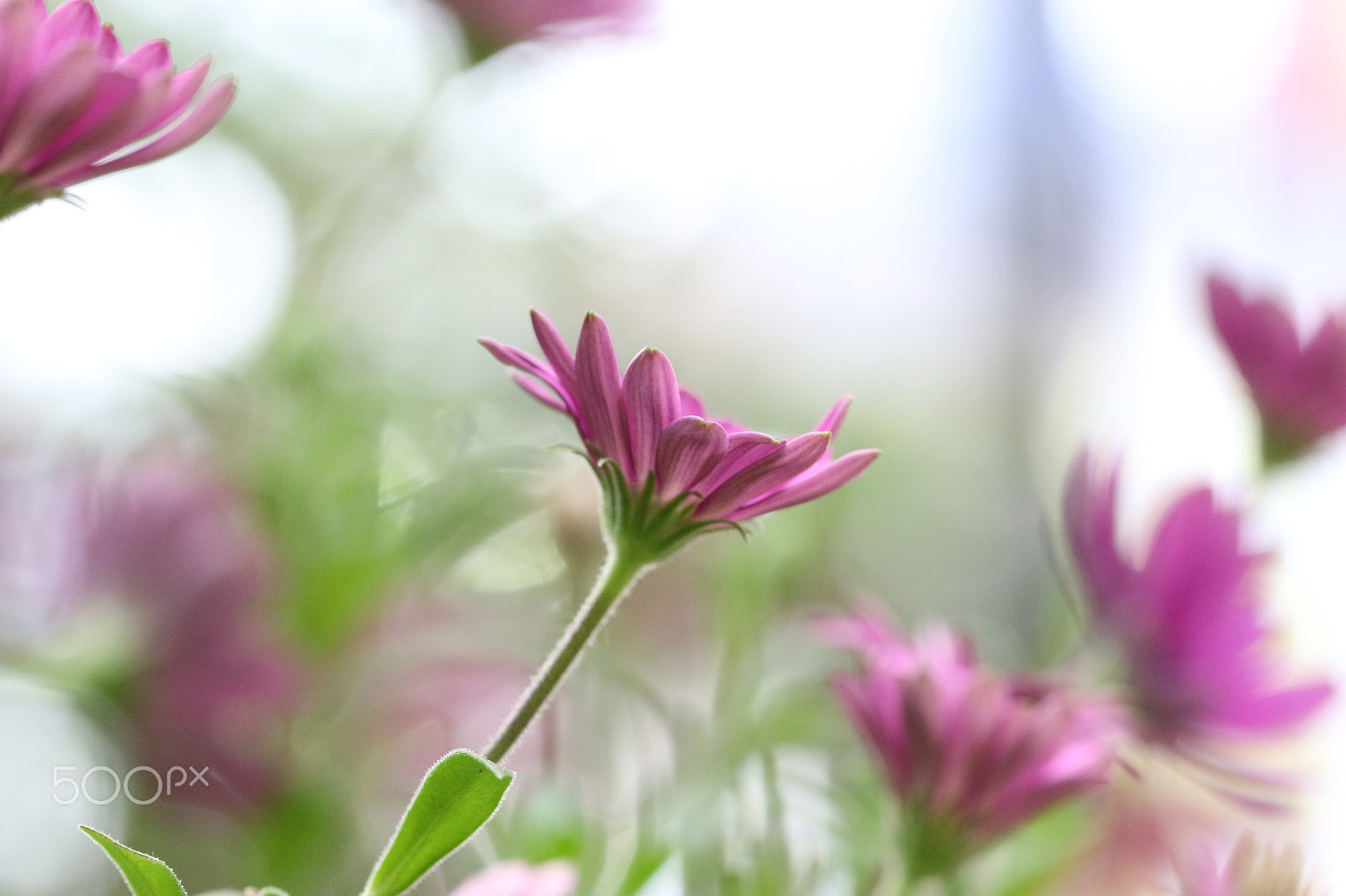 Canon EF 100mm F2.8L Macro IS USM sample photo. Marguerite du cap photography