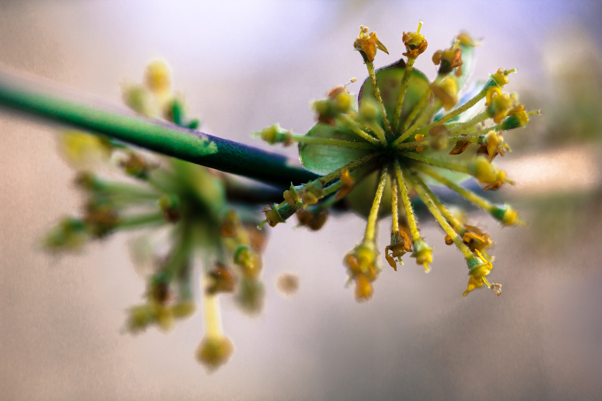 Canon EF-S 60mm F2.8 Macro USM sample photo. First flowers photography