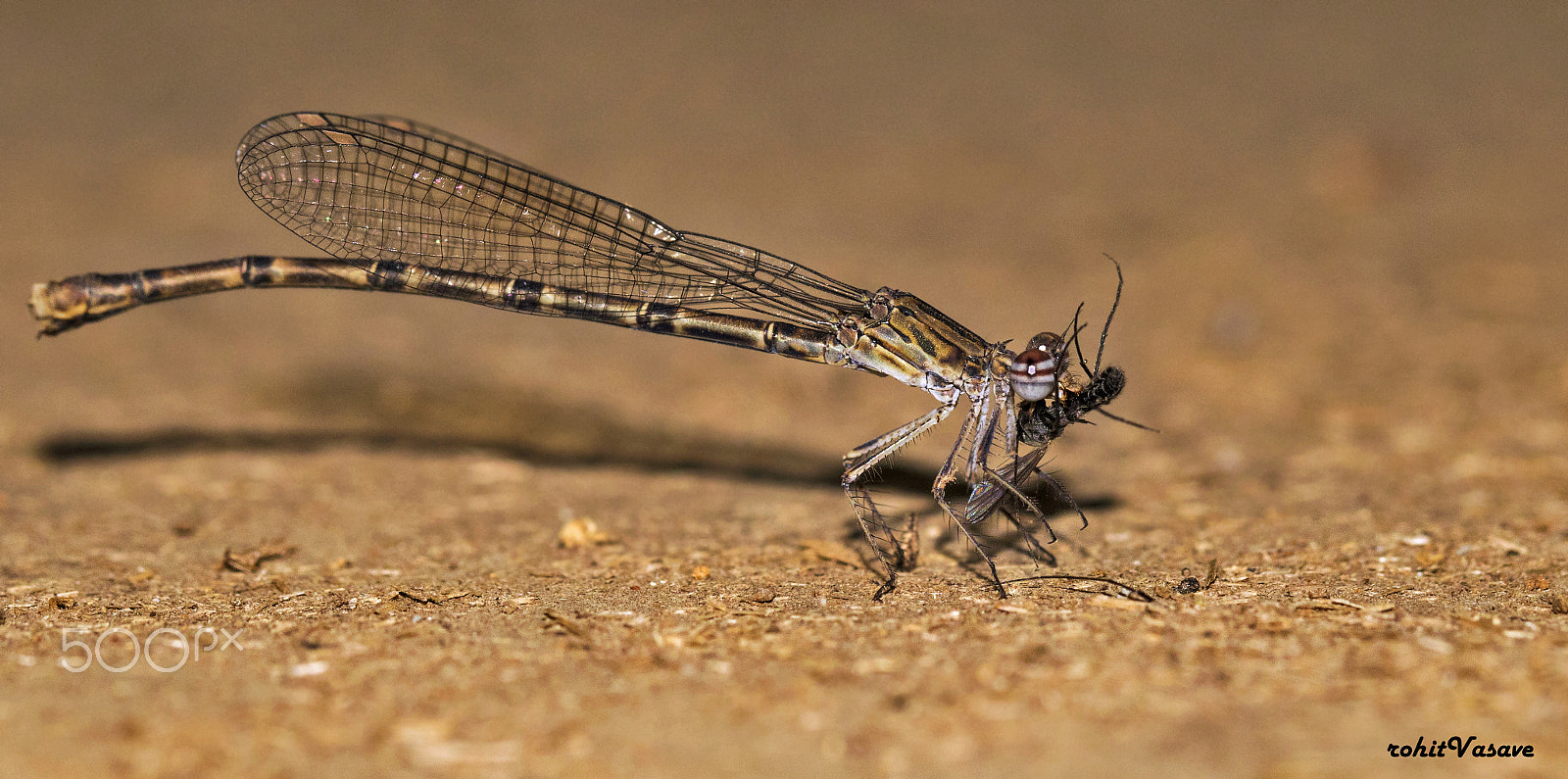 Canon EF 100mm F2.8L Macro IS USM sample photo. Damselfly with kill photography