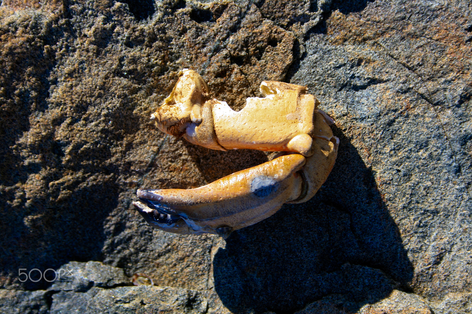 Canon EOS 400D (EOS Digital Rebel XTi / EOS Kiss Digital X) sample photo. Orange crab claw left on beach stone photography