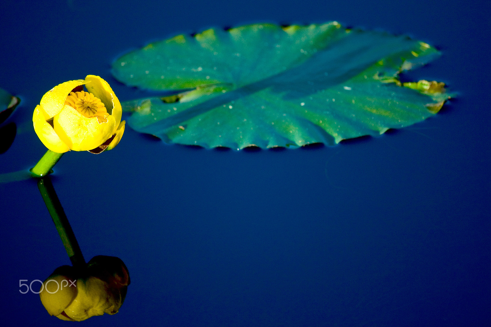 Canon EF-S 55-250mm F4-5.6 IS sample photo. Yellow lily and lilypad in water photography