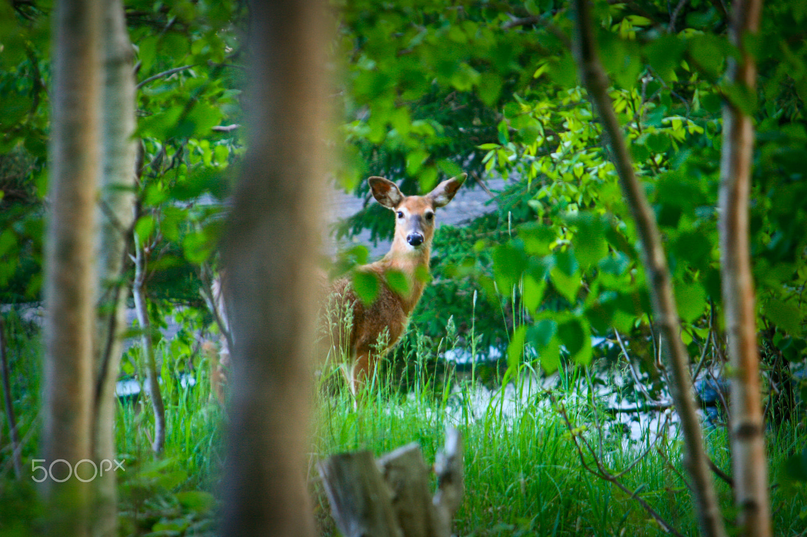 Canon EF-S 55-250mm F4-5.6 IS sample photo. Young deer in green meadow photography