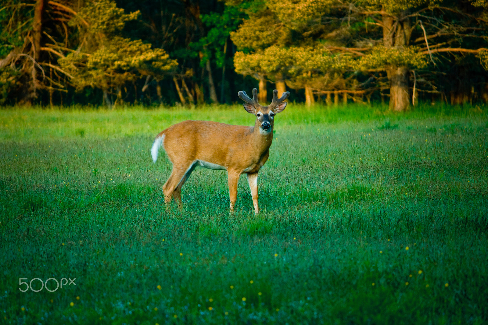 Canon EOS 400D (EOS Digital Rebel XTi / EOS Kiss Digital X) sample photo. Young deer in green meadow photography