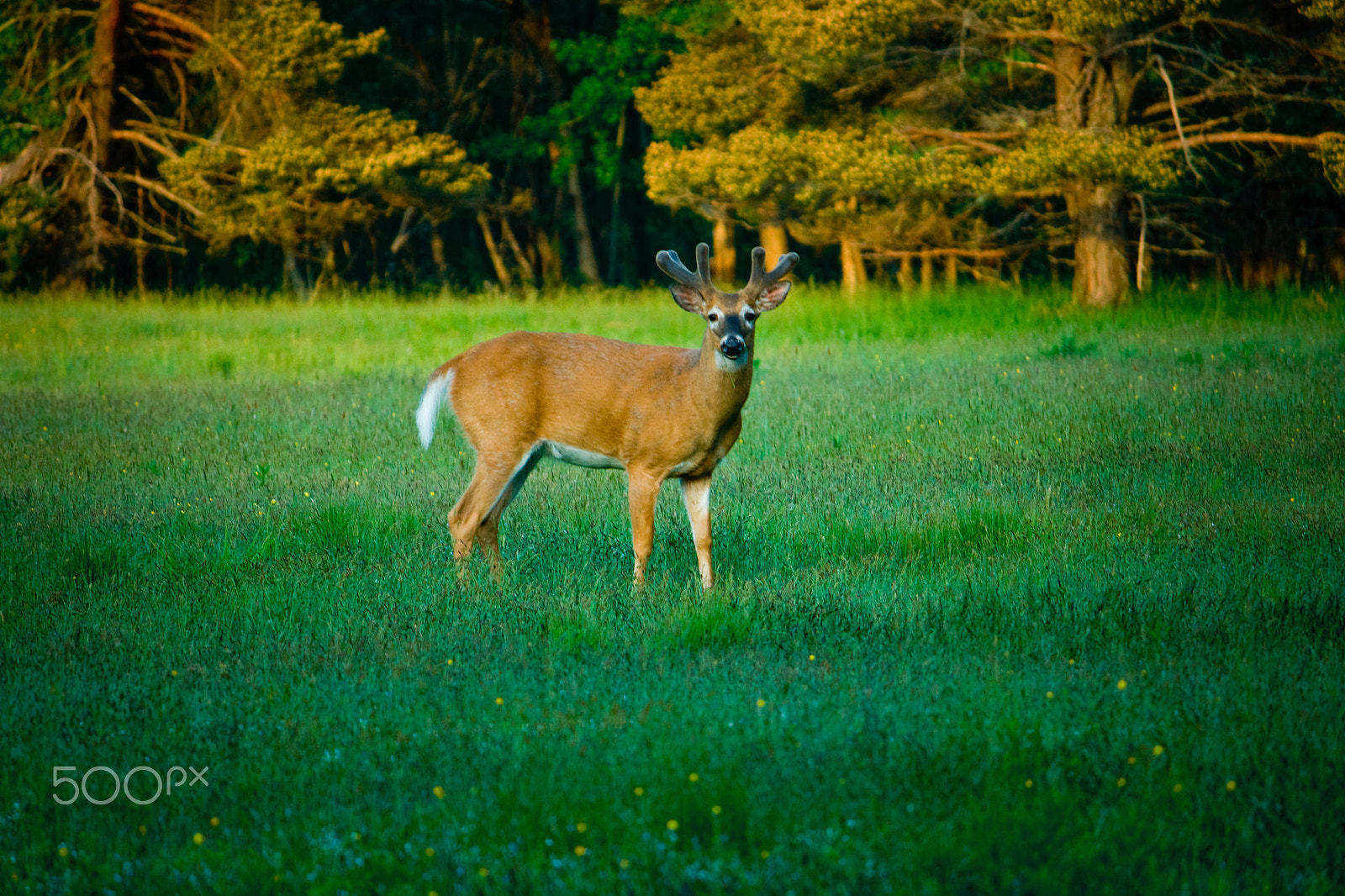 Canon EF-S 55-250mm F4-5.6 IS sample photo. Young deer in green meadow photography