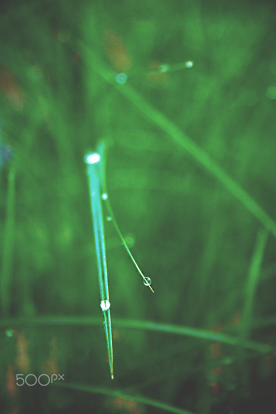 Canon EOS 400D (EOS Digital Rebel XTi / EOS Kiss Digital X) sample photo. Background macro photo of droplet on green grass photography