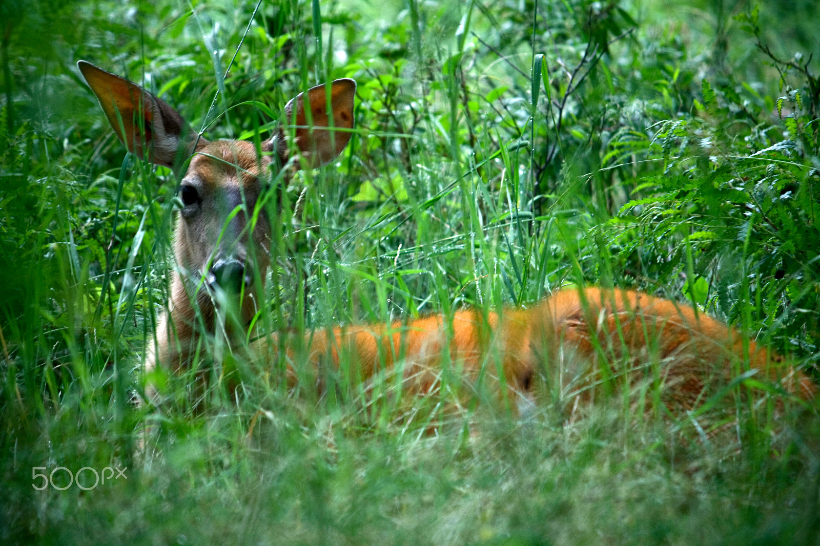 Canon EF-S 55-250mm F4-5.6 IS sample photo. Doe sitting in green grass photography