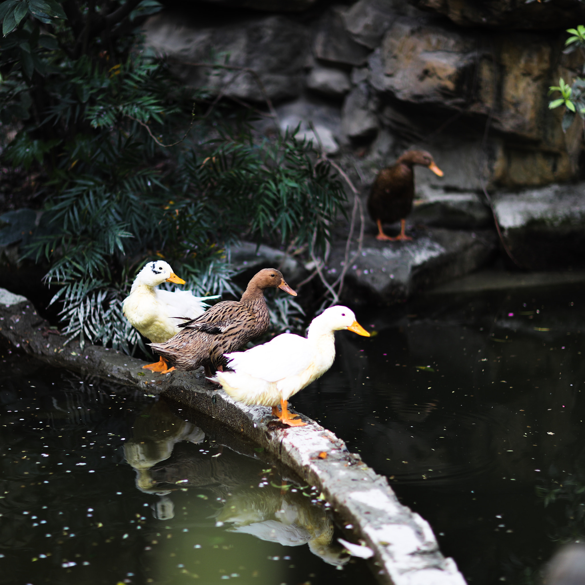Canon EF 85mm F1.2L II USM sample photo