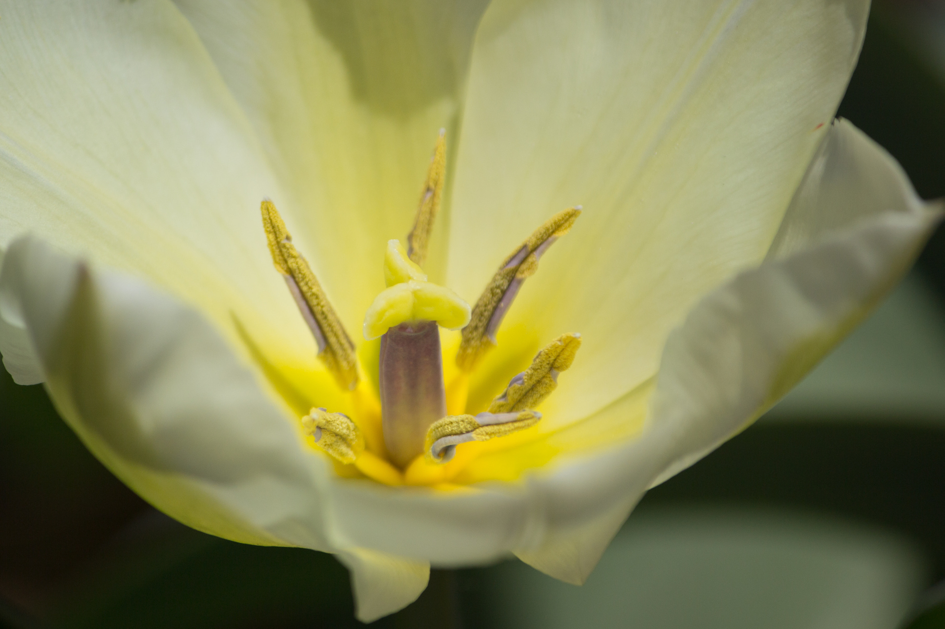 Canon EF-S 55-250mm F4-5.6 IS sample photo. In bloom photography
