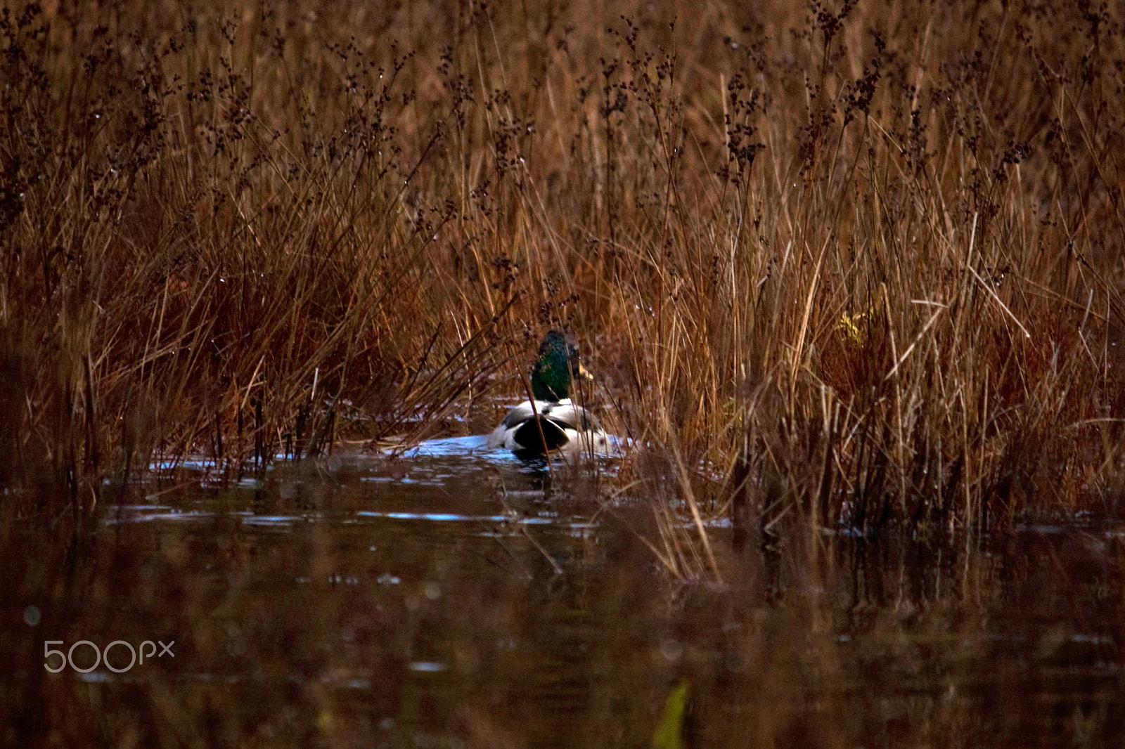 Canon EOS 400D (EOS Digital Rebel XTi / EOS Kiss Digital X) sample photo. Duck swimming through tall grass photography