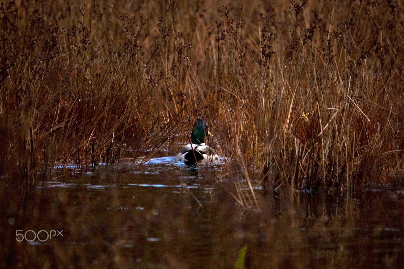 Canon EF-S 55-250mm F4-5.6 IS sample photo. Duck swimming through tall grass photography
