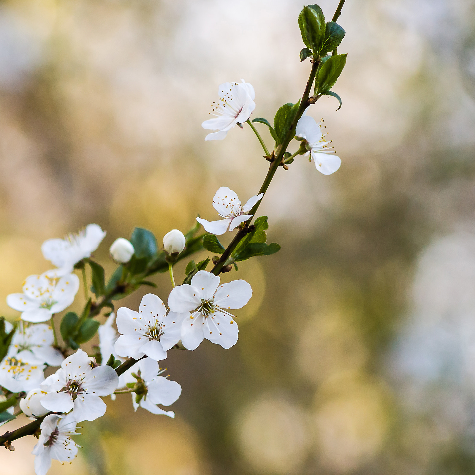 Canon EF 35-80mm f/4-5.6 sample photo. * photography