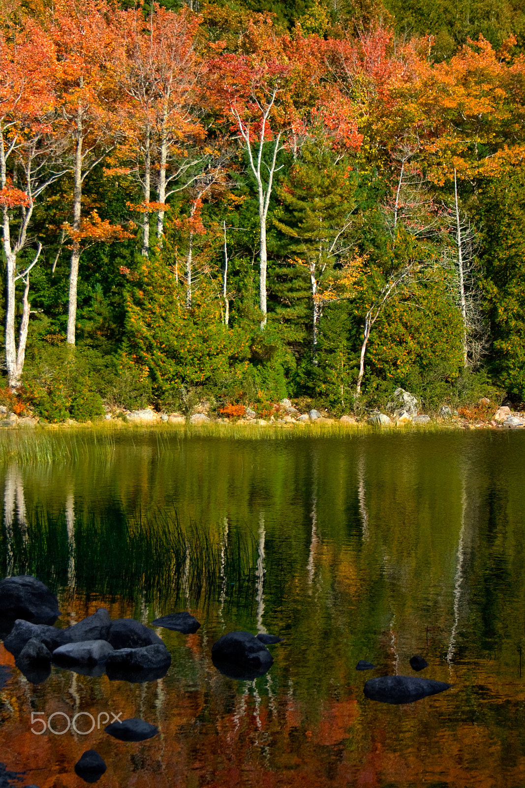 Canon EOS 400D (EOS Digital Rebel XTi / EOS Kiss Digital X) sample photo. Autumn foliage reflected in pond at acadia national park photography