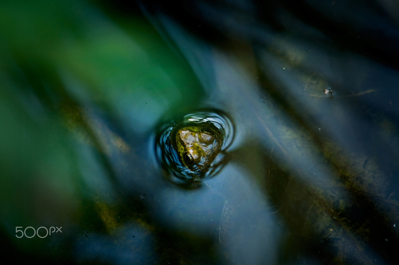 Canon EF-S 55-250mm F4-5.6 IS sample photo. Head of a frog peeking out of water in pond photography