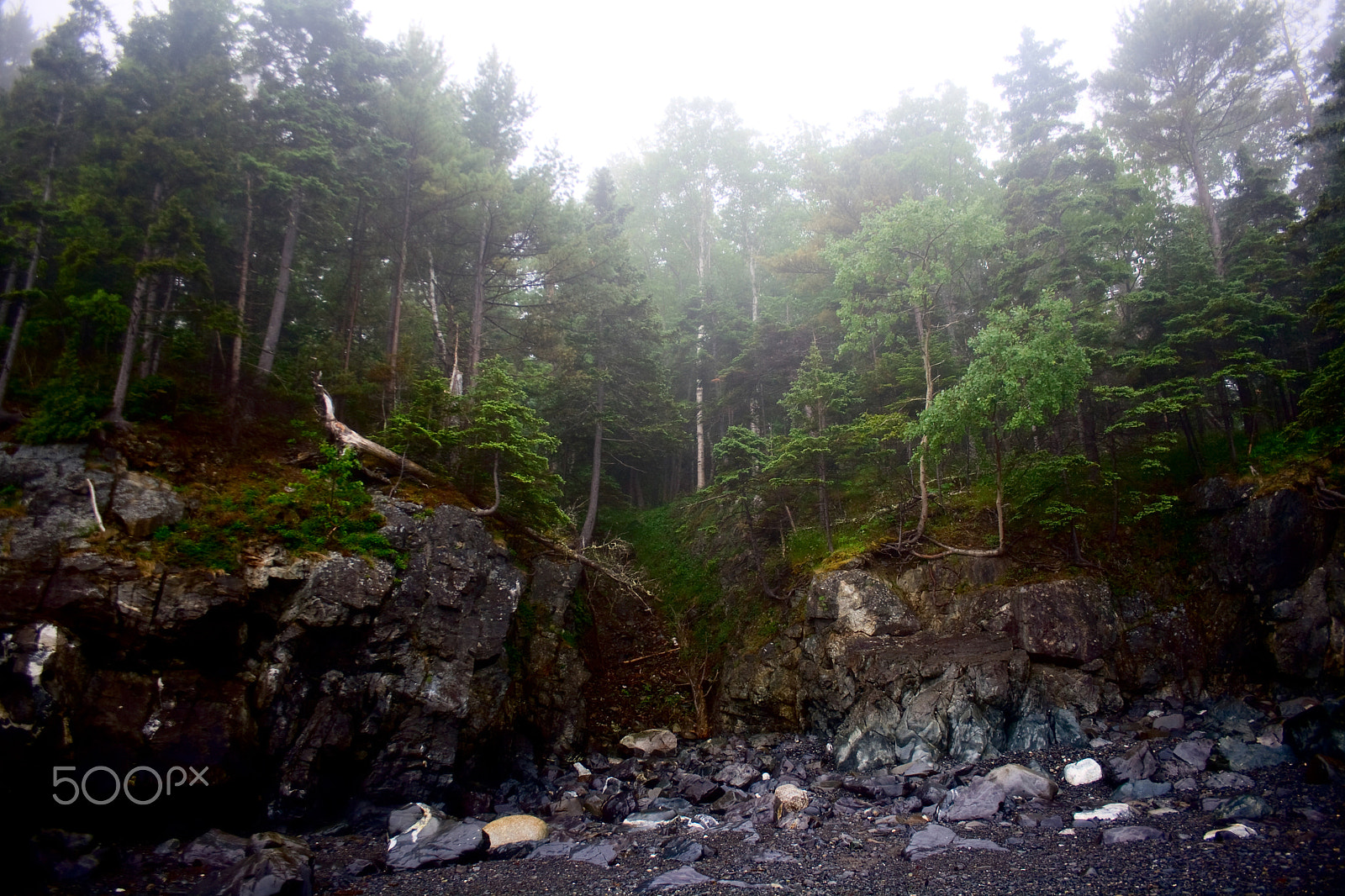 Canon EOS 400D (EOS Digital Rebel XTi / EOS Kiss Digital X) sample photo. Craggy rocky shoreline in maine with fog and trees photography