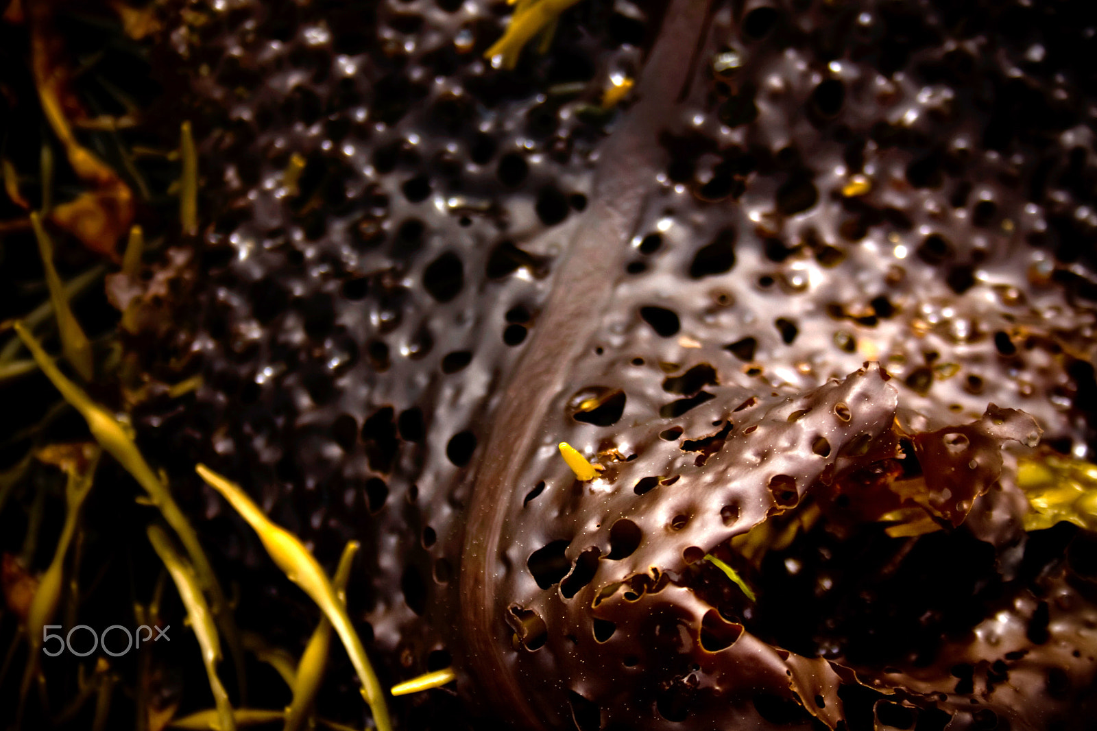 Canon EOS 400D (EOS Digital Rebel XTi / EOS Kiss Digital X) sample photo. Reddish seaweed with holes photography
