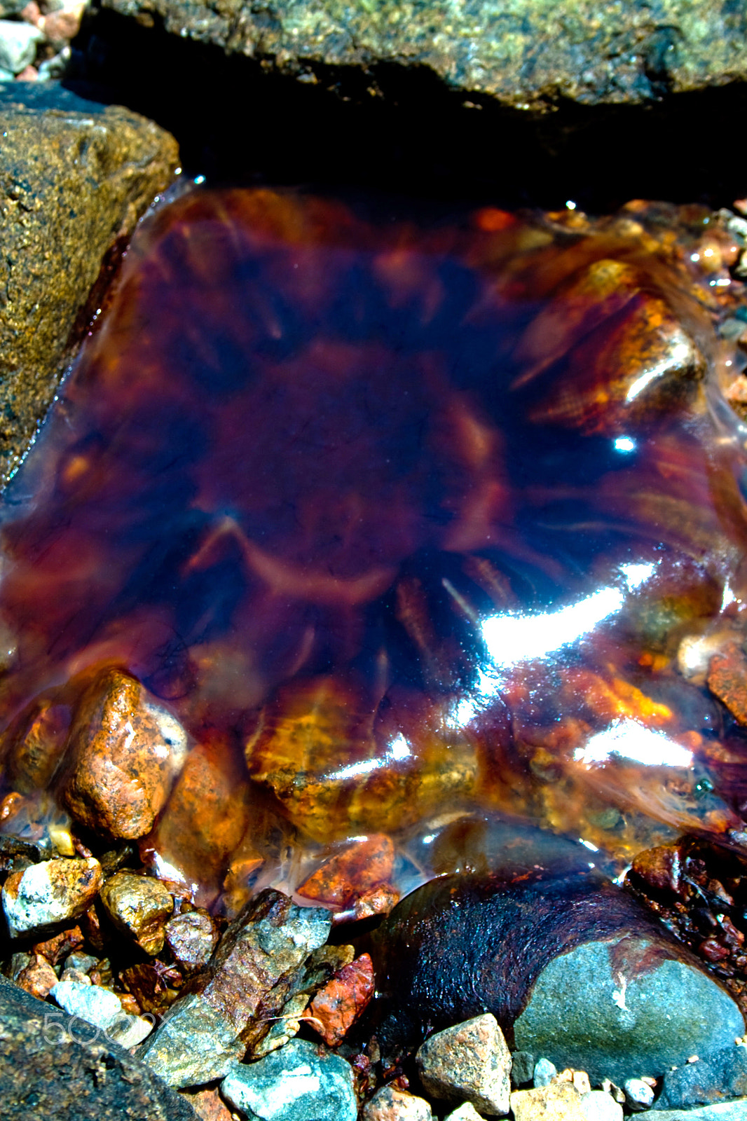 Canon EOS 400D (EOS Digital Rebel XTi / EOS Kiss Digital X) sample photo. Jellyfish washed ashore on maine coast photography