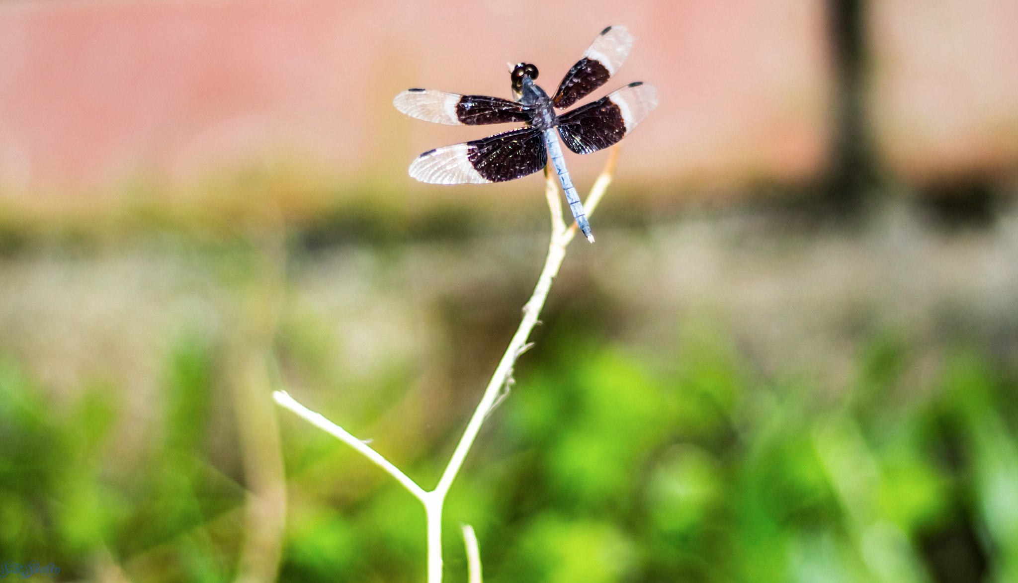 Canon EOS 700D (EOS Rebel T5i / EOS Kiss X7i) sample photo. Insect-01.jpg photography