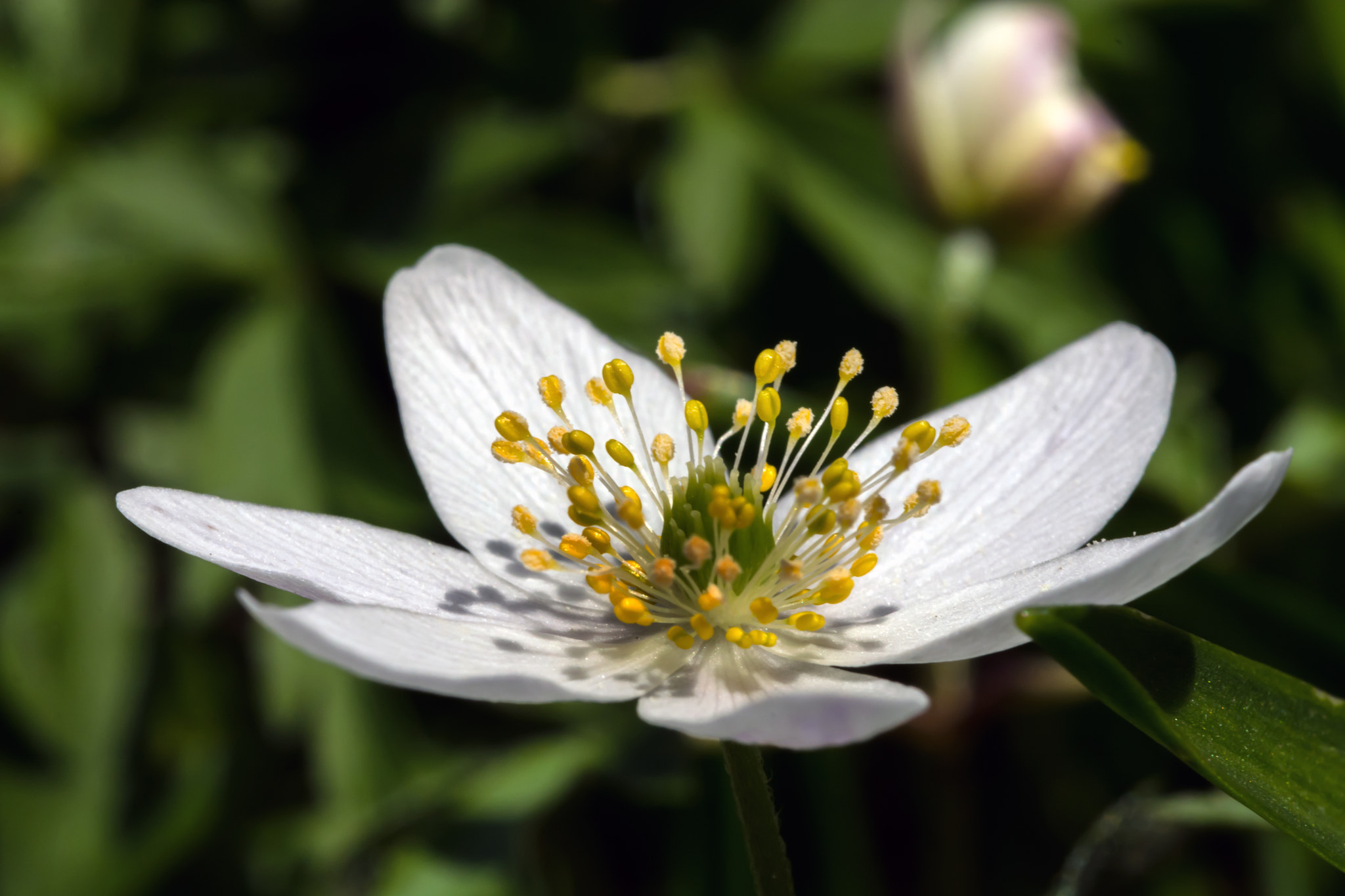 AF Micro-Nikkor 60mm f/2.8 sample photo. Little white star. photography