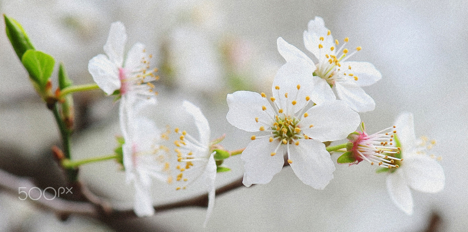 Nikon D700 sample photo. Cherry blossom photography