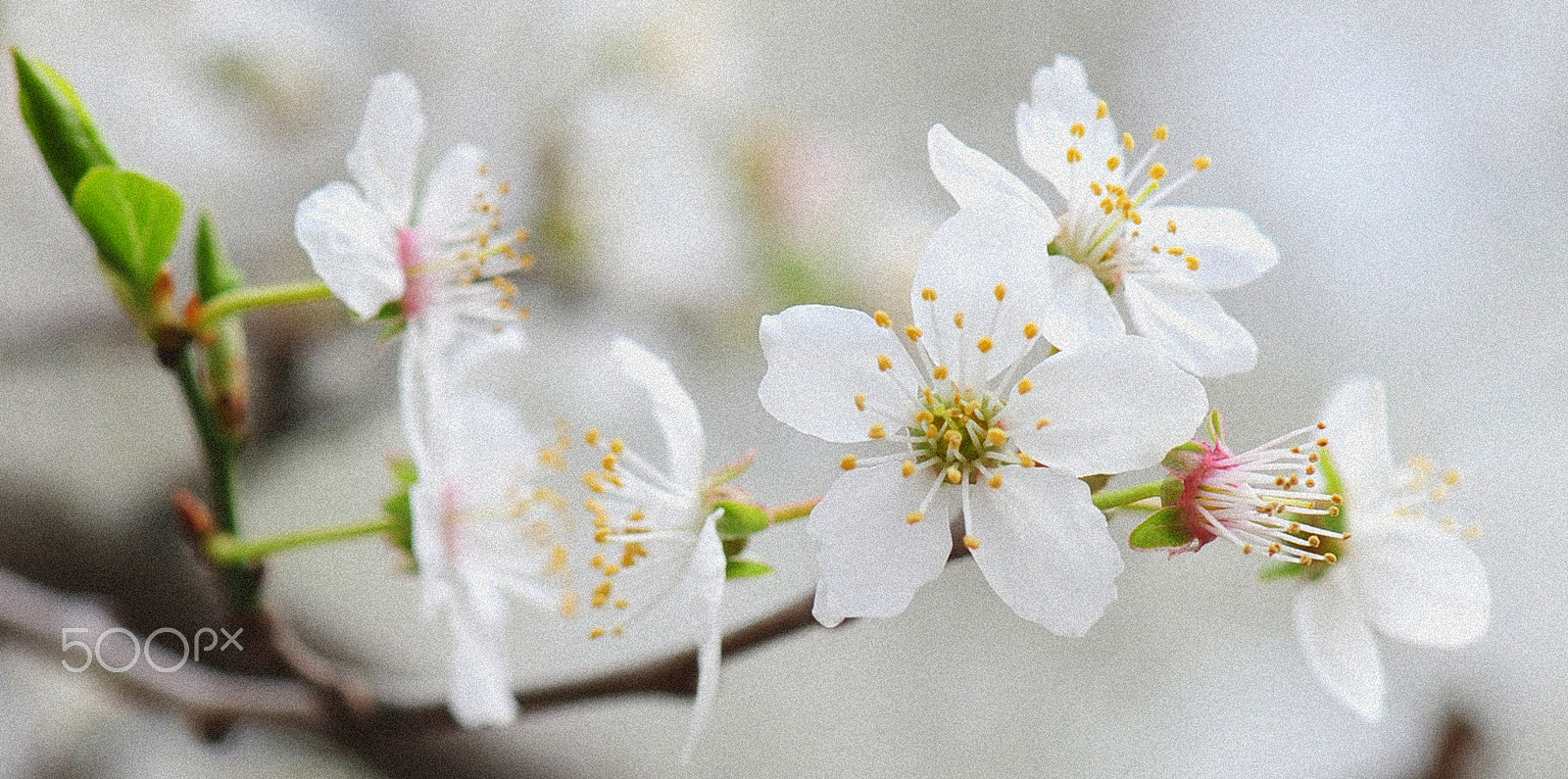 Nikon AF-S Micro-Nikkor 105mm F2.8G IF-ED VR sample photo. Cherry blossom photography