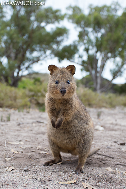 Canon EOS-1D X + Canon EF 17-40mm F4L USM sample photo. Quokka photography