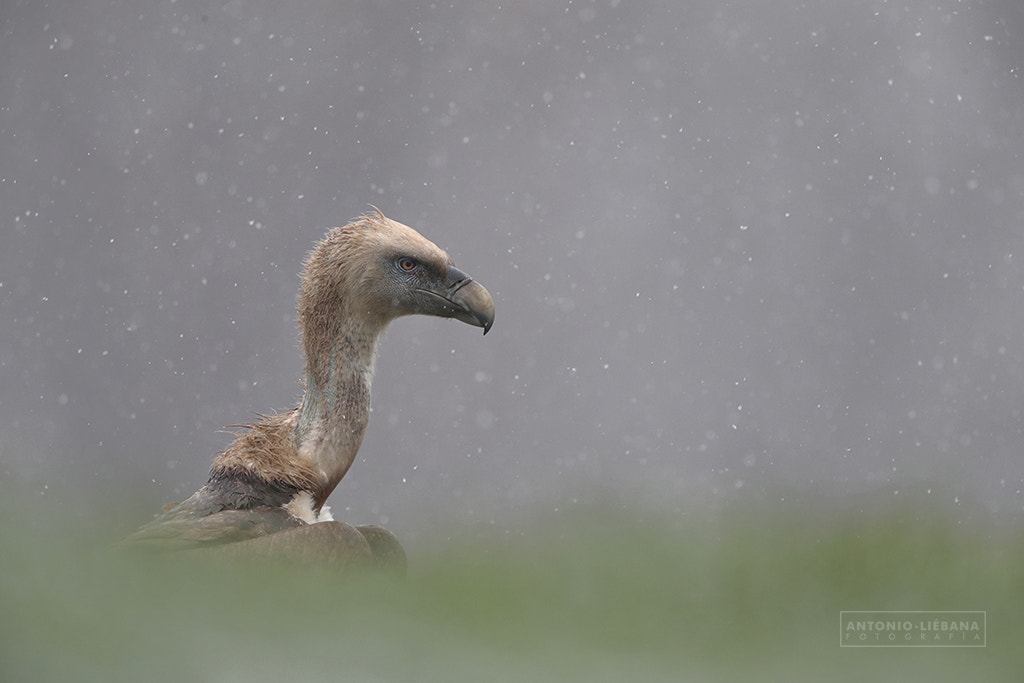 Canon EF 500mm F4L IS USM sample photo. Spanish vulture during the storm photography