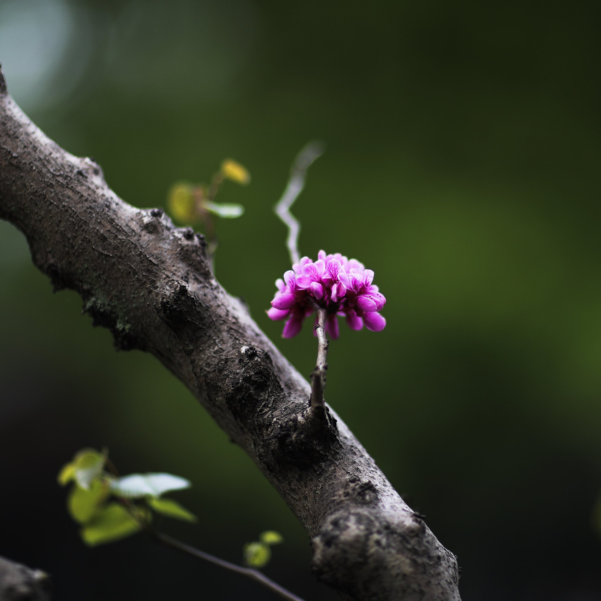 Canon EOS-1D X Mark II + Canon EF 85mm F1.2L II USM sample photo. Spring flower 21 photography
