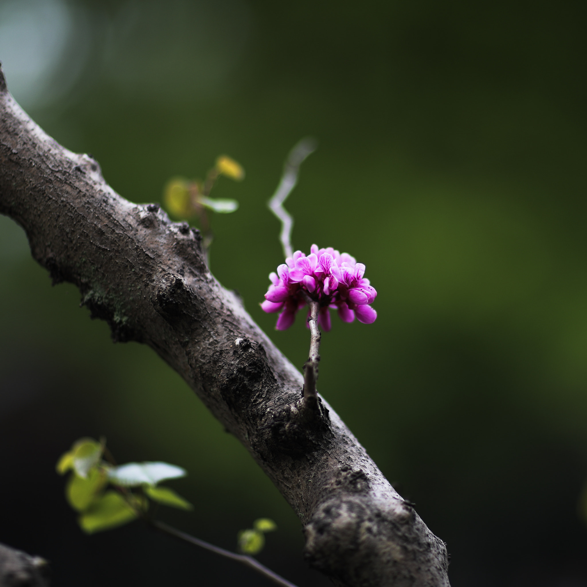 Canon EF 85mm F1.2L II USM sample photo. Spring flower 21 photography