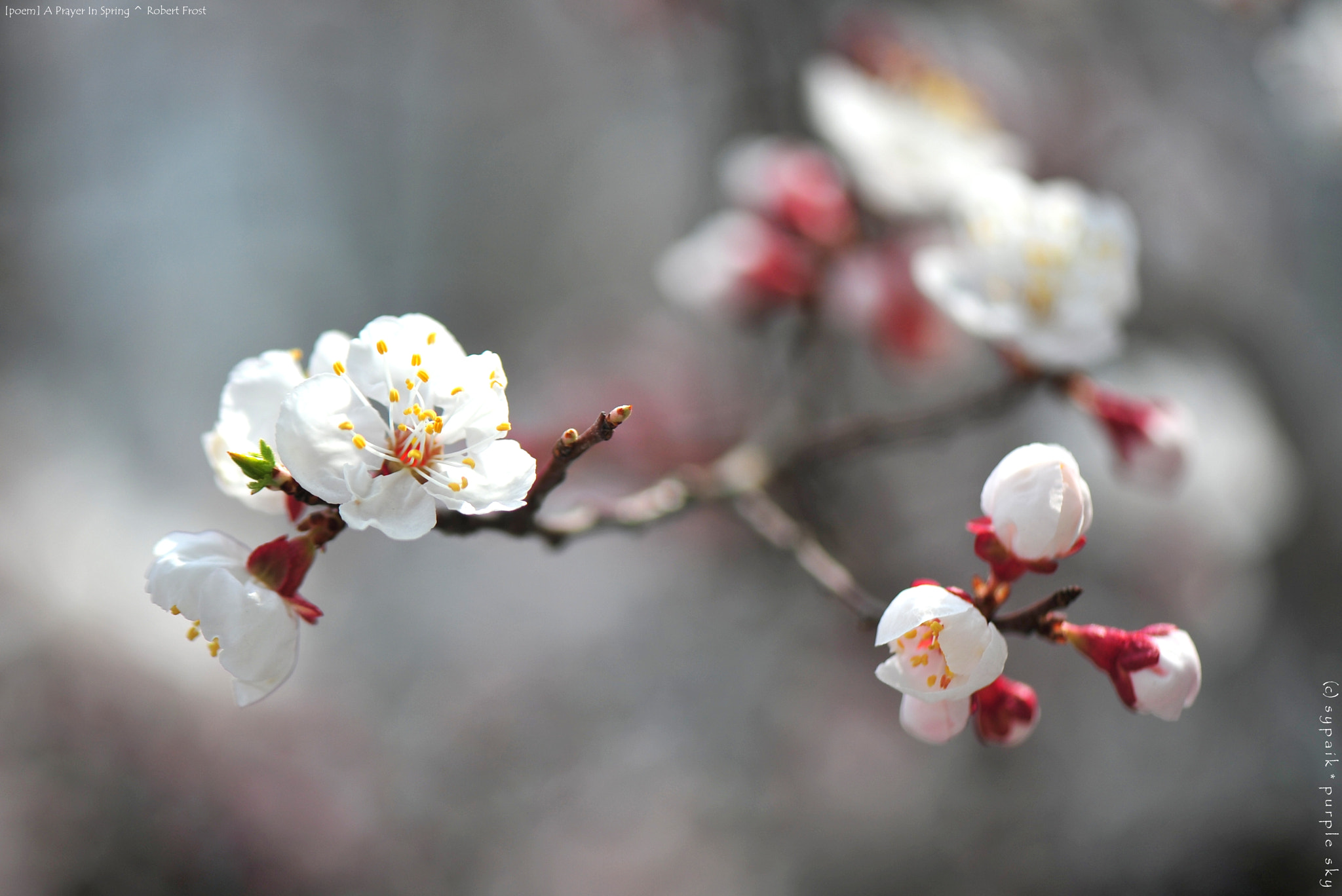 Nikon D700 sample photo. A prayer in spring * photography