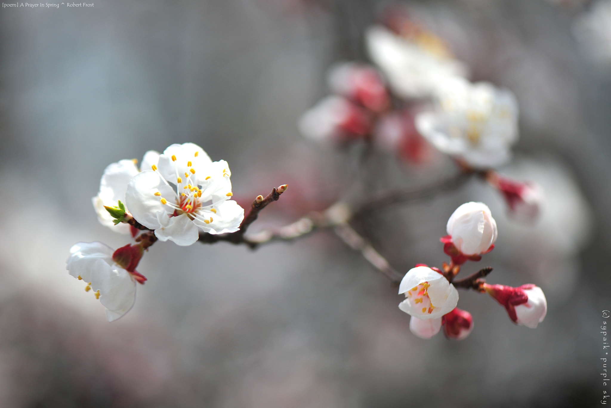 Nikon AF-S Micro-Nikkor 105mm F2.8G IF-ED VR sample photo. A prayer in spring * photography