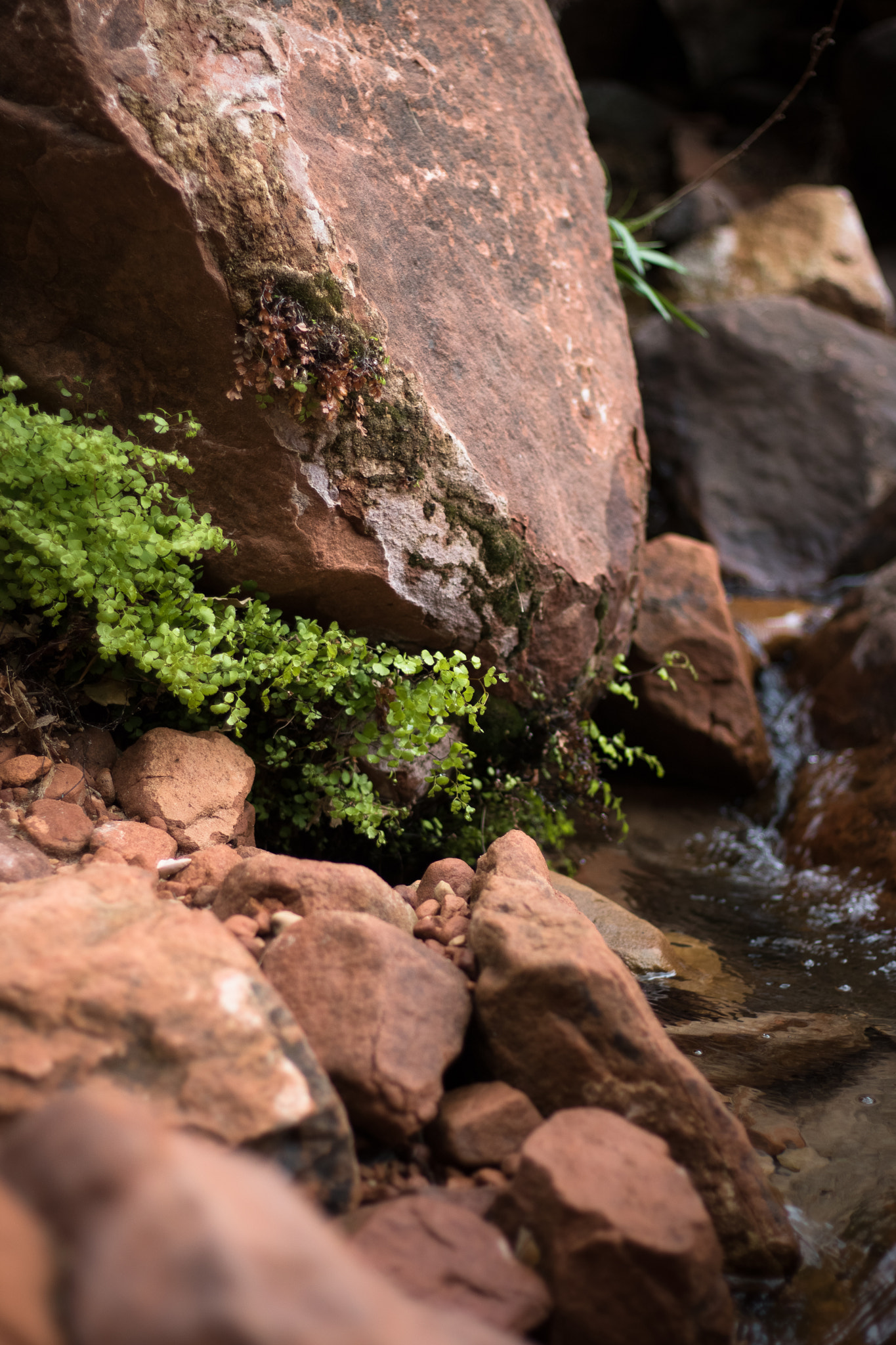 Canon EOS 750D (EOS Rebel T6i / EOS Kiss X8i) sample photo. Growth from underneath photography