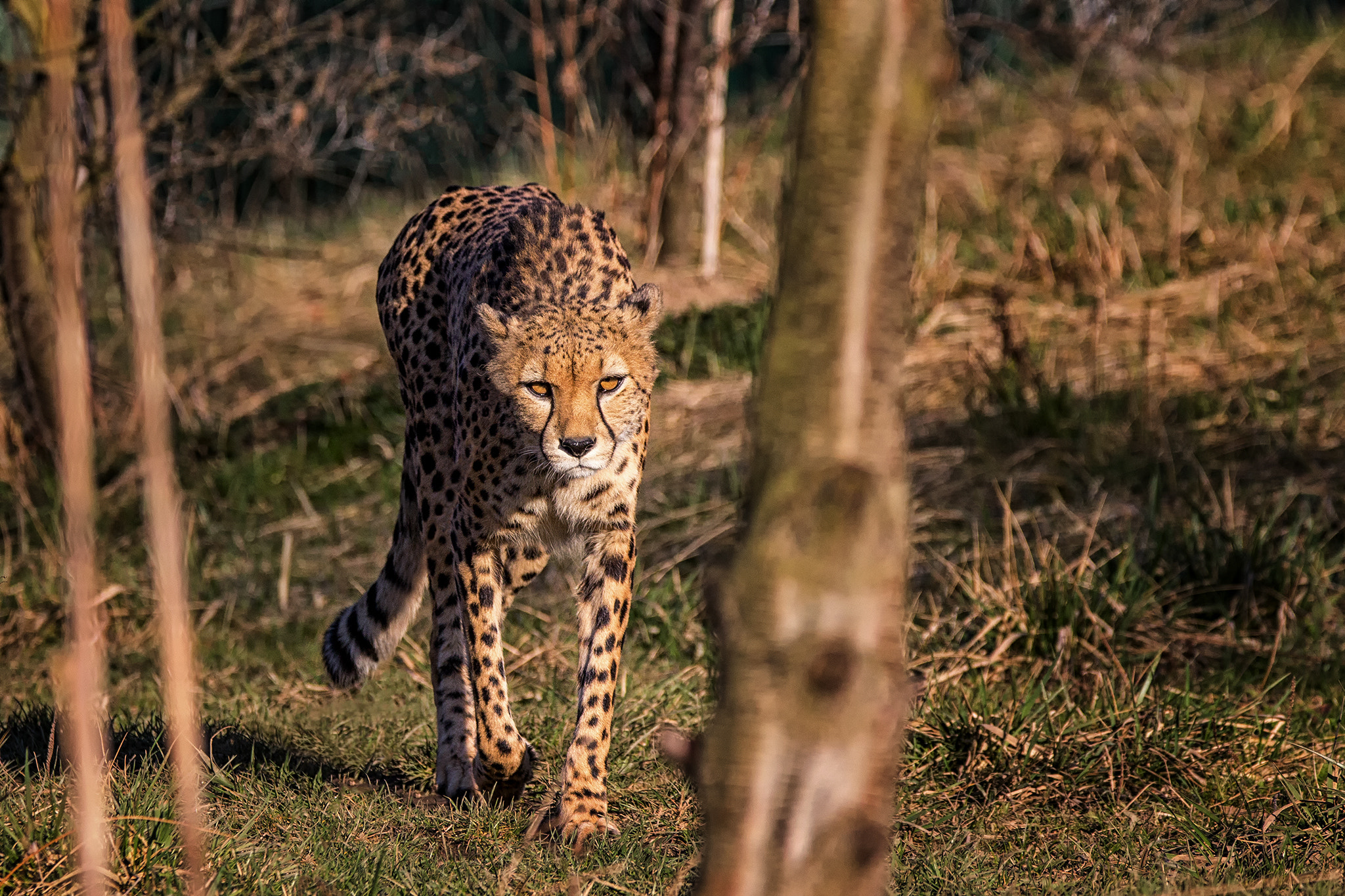 150-600mm F5-6.3 DG OS HSM | Contemporary 015 sample photo. A beautiful day... photography