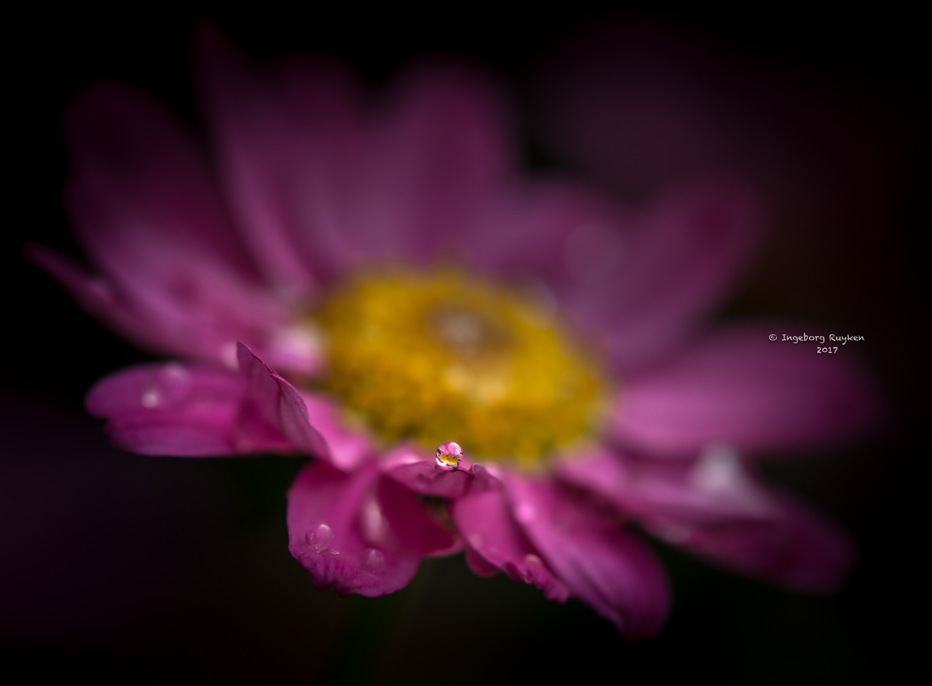 Nikon AF-S Micro-Nikkor 105mm F2.8G IF-ED VR sample photo. The tears of a happy flower photography