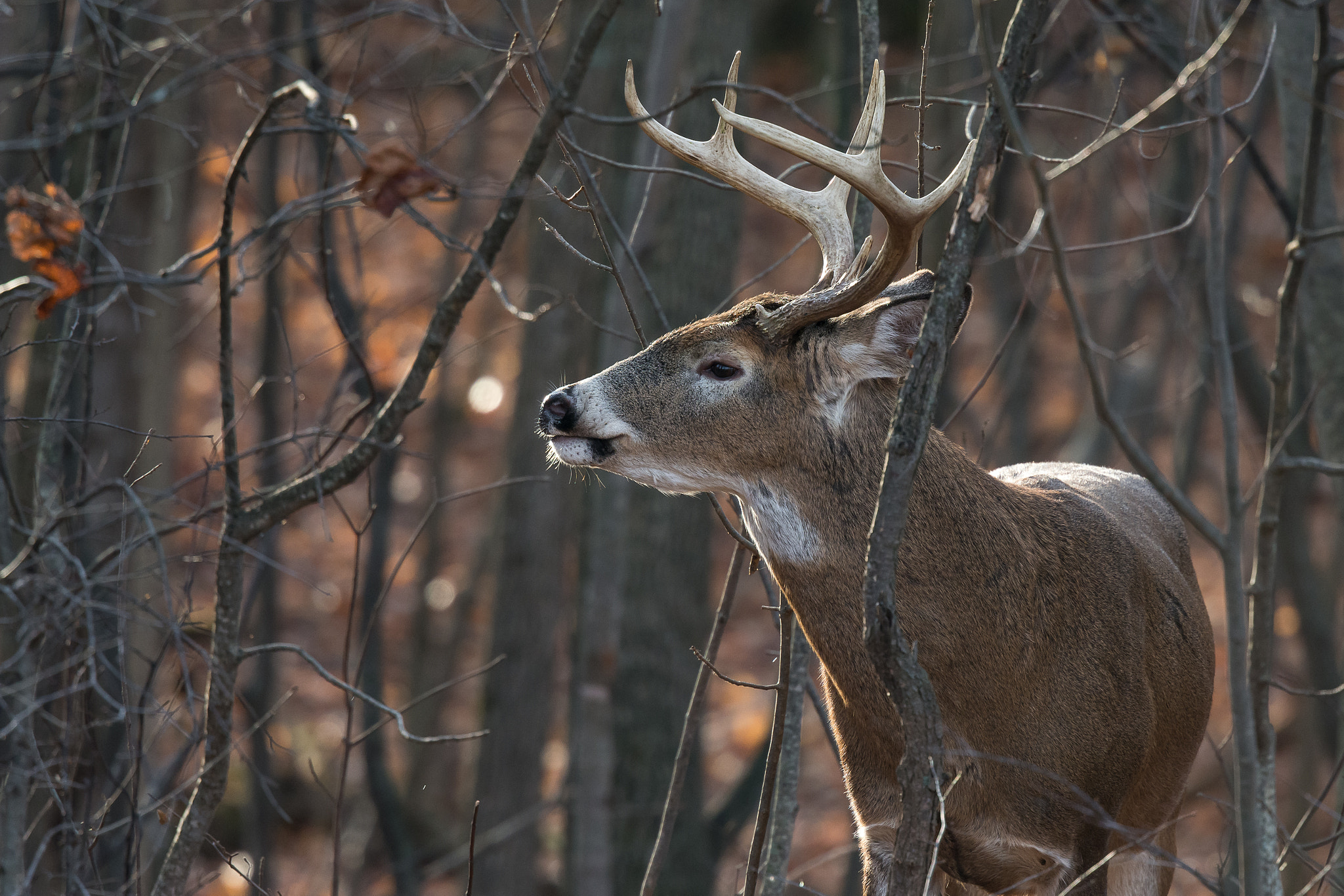 Nikon D7100 + Nikon Nikkor AF-S 300mm F4E PF ED VR sample photo