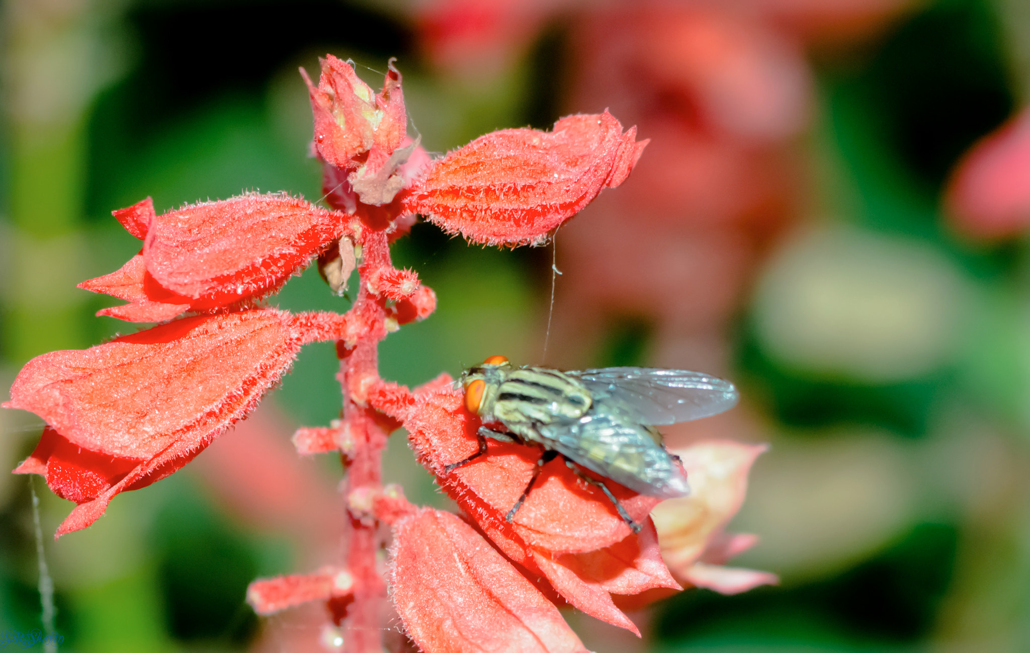 Canon EOS 700D (EOS Rebel T5i / EOS Kiss X7i) sample photo. Bee-01 photography